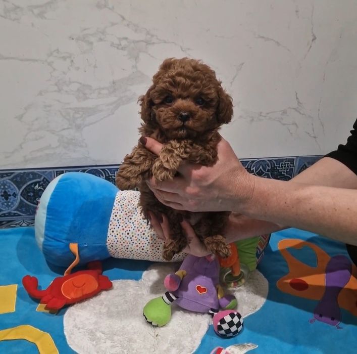 Teddy poodle teacup mini, Maltipoo  F2 mini