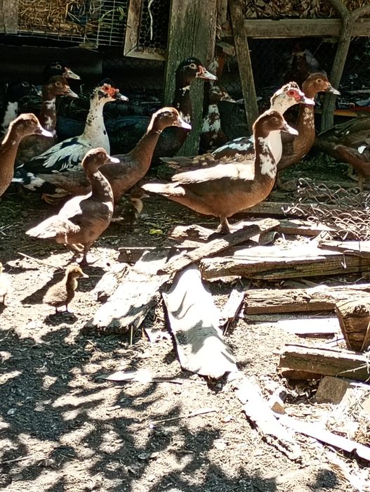 Качки     шипуни с. Карлівка