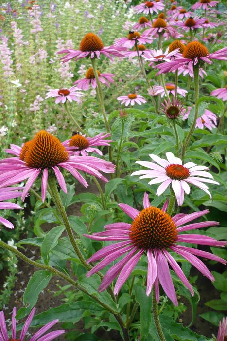 Kotły gazowe przeglądy, naprawy , piece Szczecin i okolice.