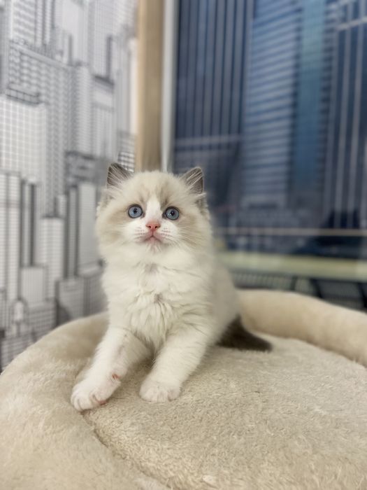 Розплідник кошенят породи регдол