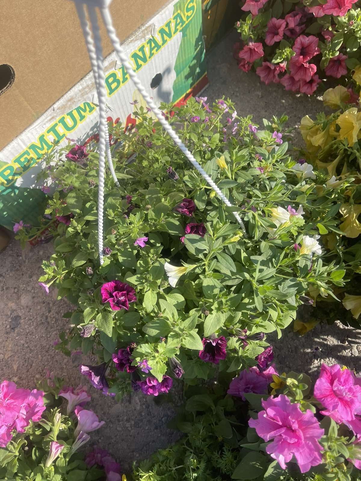 Розпродаж!!!Акція!!!Гаряча пропозиція!!!Квіти у вазонах, квіти в кашпо