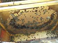 Продам Бджолопакети чи бджолосімї на рамці дадан с. Вихватнівці Кам'ян