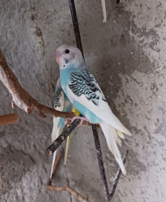 Piriquitos e mandarins