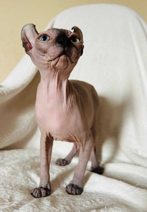 Дівчинка Піксі порода Ельф