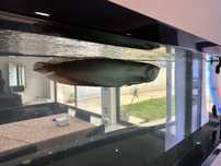 Arowana com mais de 50cm
