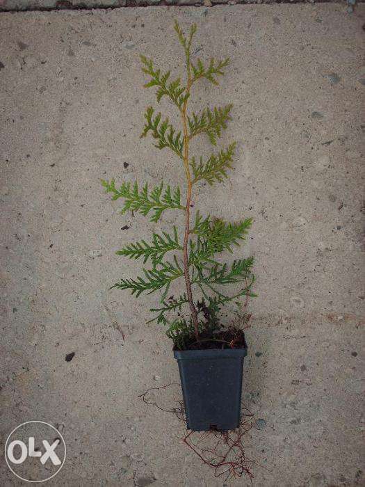 Thuja Tuja Brabant doniczka p9 Szybki Zielony Żywopłot