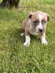 Amstaff suczka błękitno-płowa