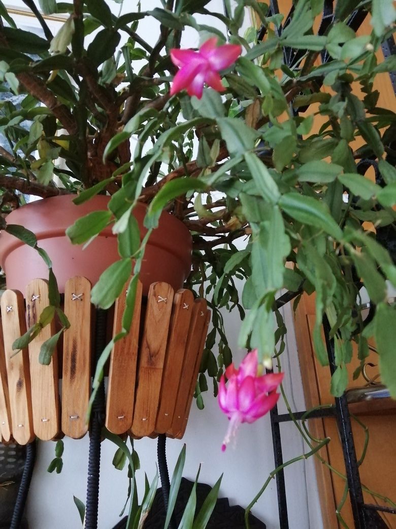 Kwiat grudnik zygokaktus SUPER kaktus szlumbergera DUŻY