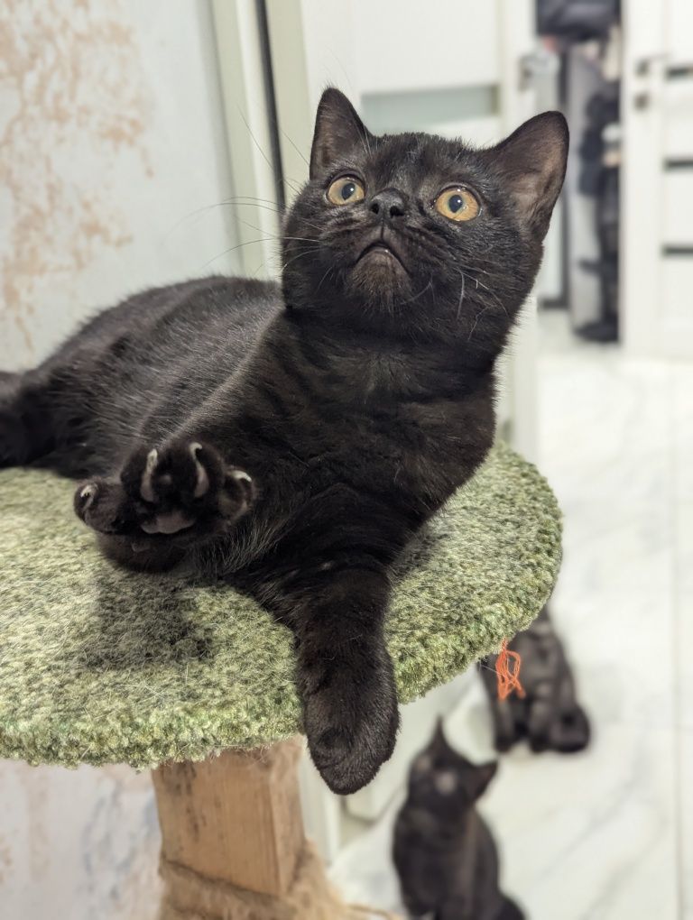Шотландський котик