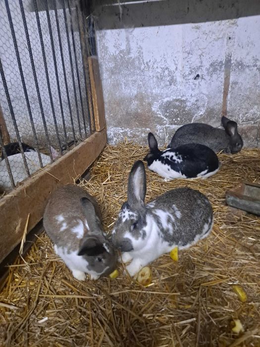 Sprzedam króliki samice