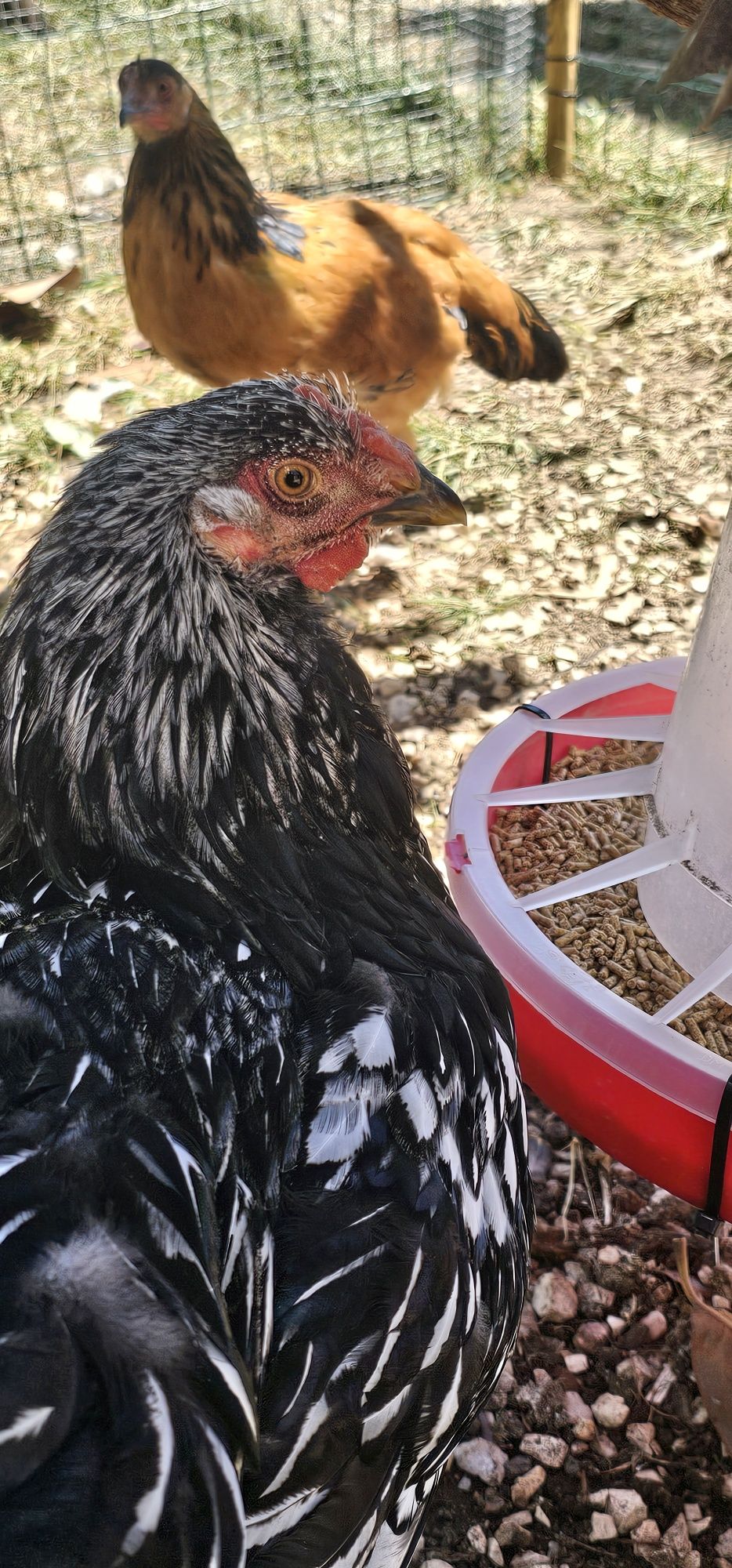 Galo Wayandotte Silver Laced