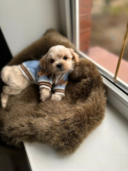 Кукольні щеночки Мальтипу. Мальтіпу ф1 лялькові цуцики