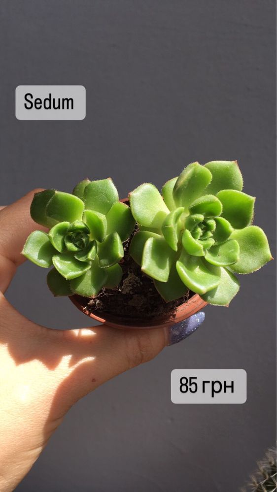 Sedum 10 видів седуму , Rubrotinctum aurora, adolphii,