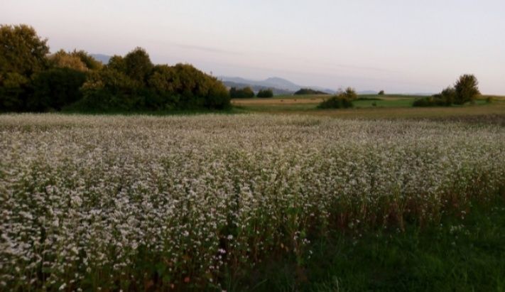 Sprzedam miód z własnej pasieki