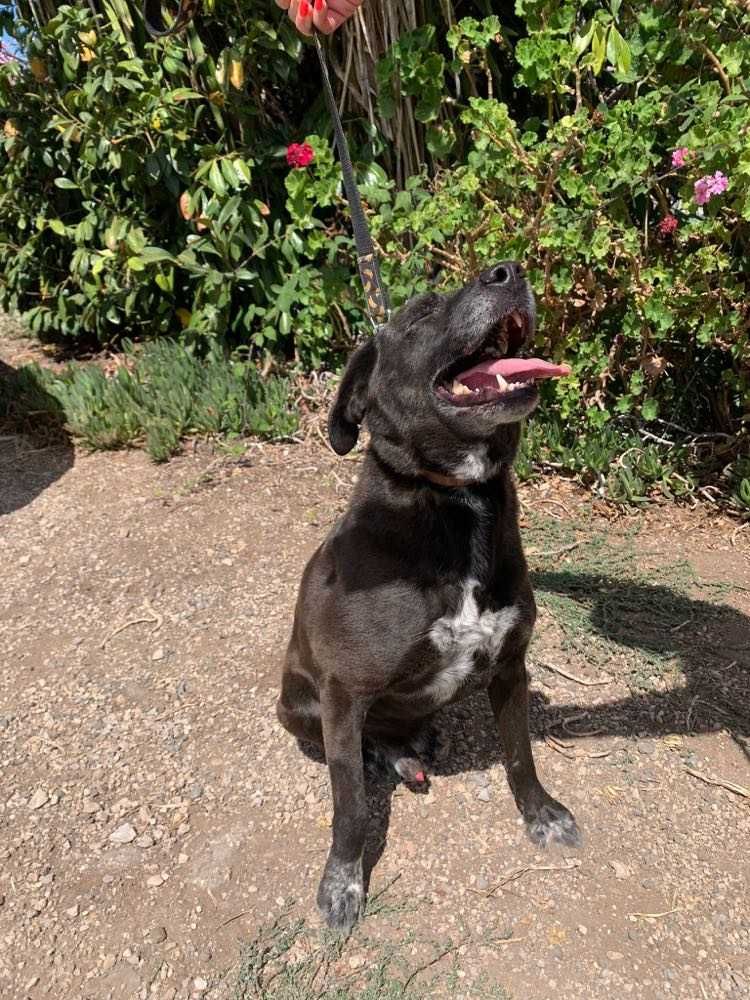 Lucky - cão médio para adoção