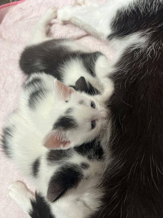 Szukamy domu tymczasowego dla kotki i jej maluszków.