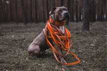 Amstaff oddam za darmo ! Do adopcji Ragnar