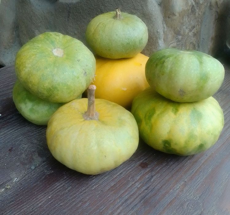 Семена декоративная тыква