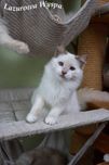 Yoko ragdoll w pięknym umaszczeniu