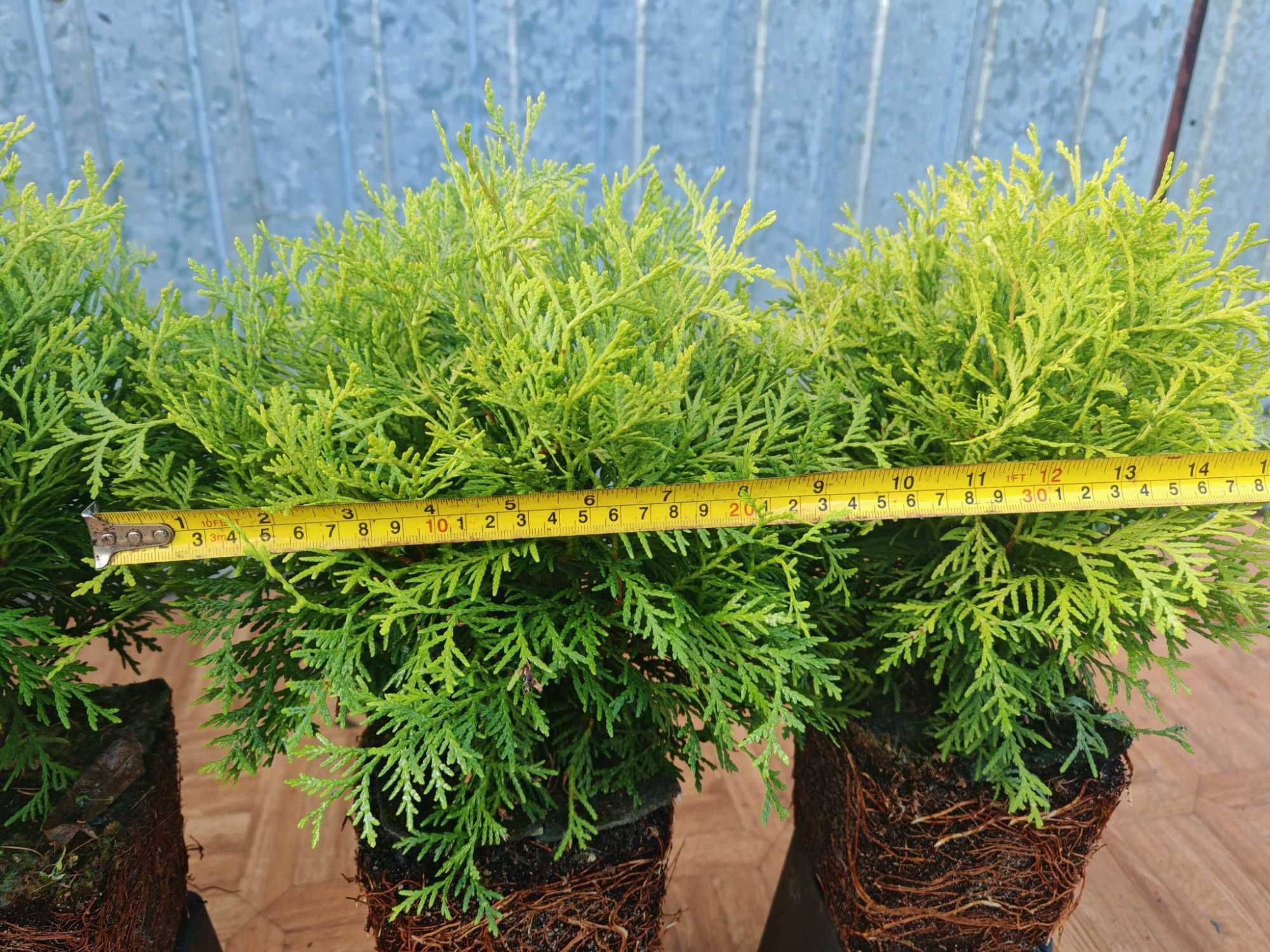 PIĘKNA Złota Thuja Danica Danika Gold Aurea kulka 4 letnia sadzonka