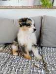 Owczarek Australijski - suczka BLUE MERLE FCI