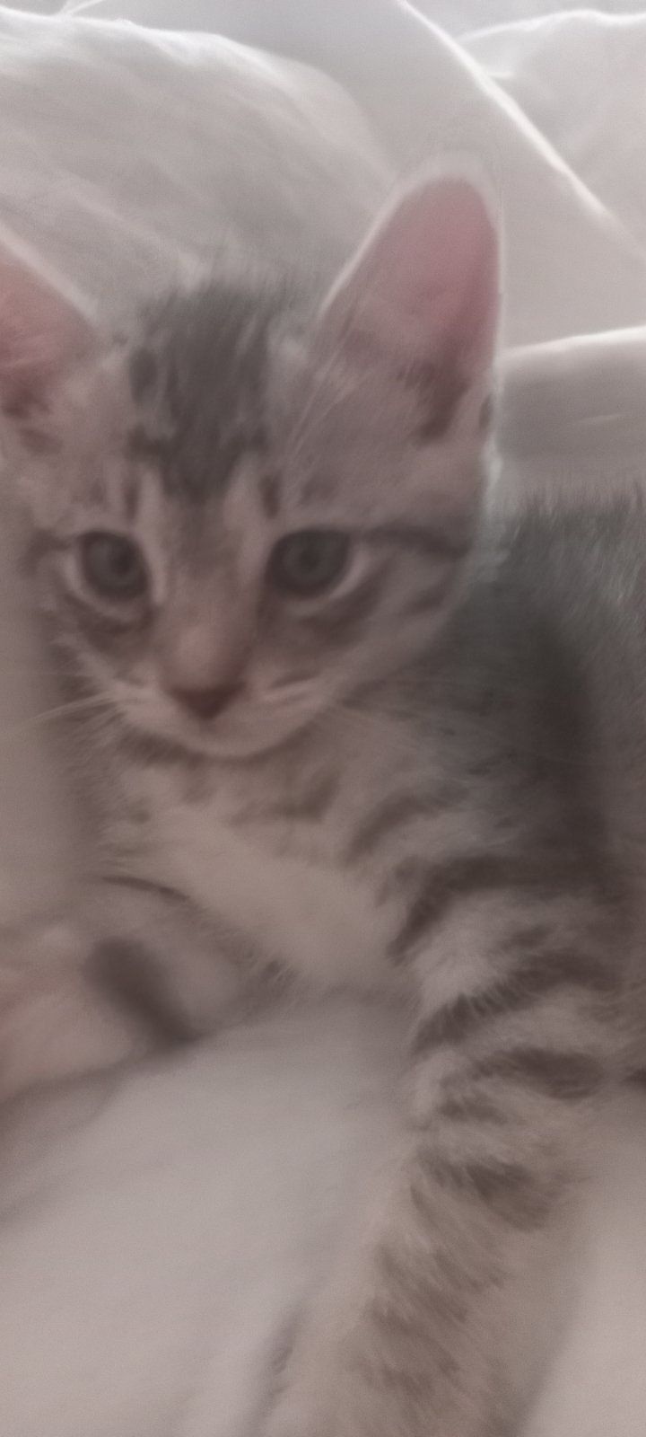 Кошеня хлопчик 1,5 місяці