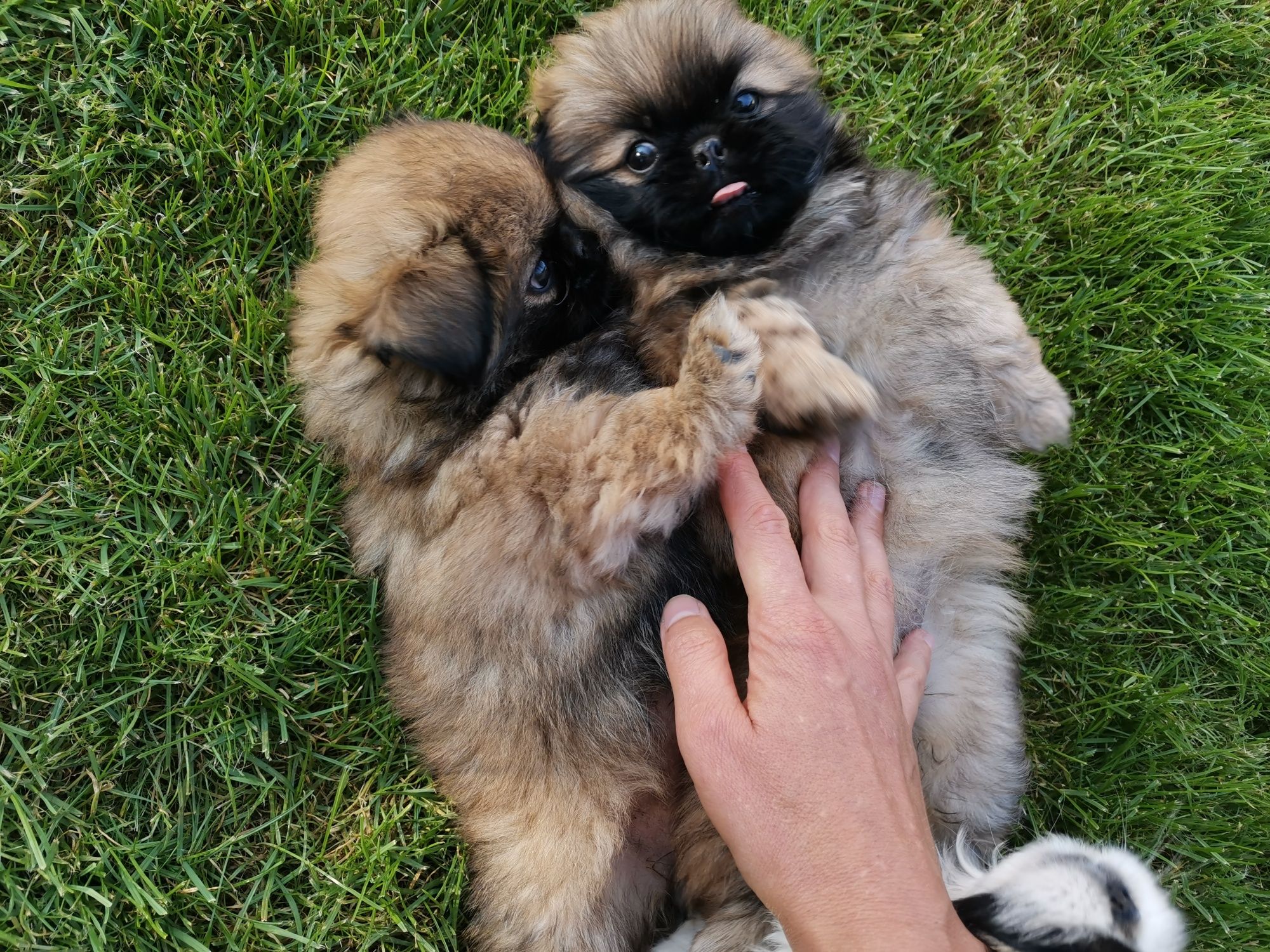 Pekińczyk Szczeniak Nie Shih Tzu