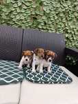 Jack Russell Terrier