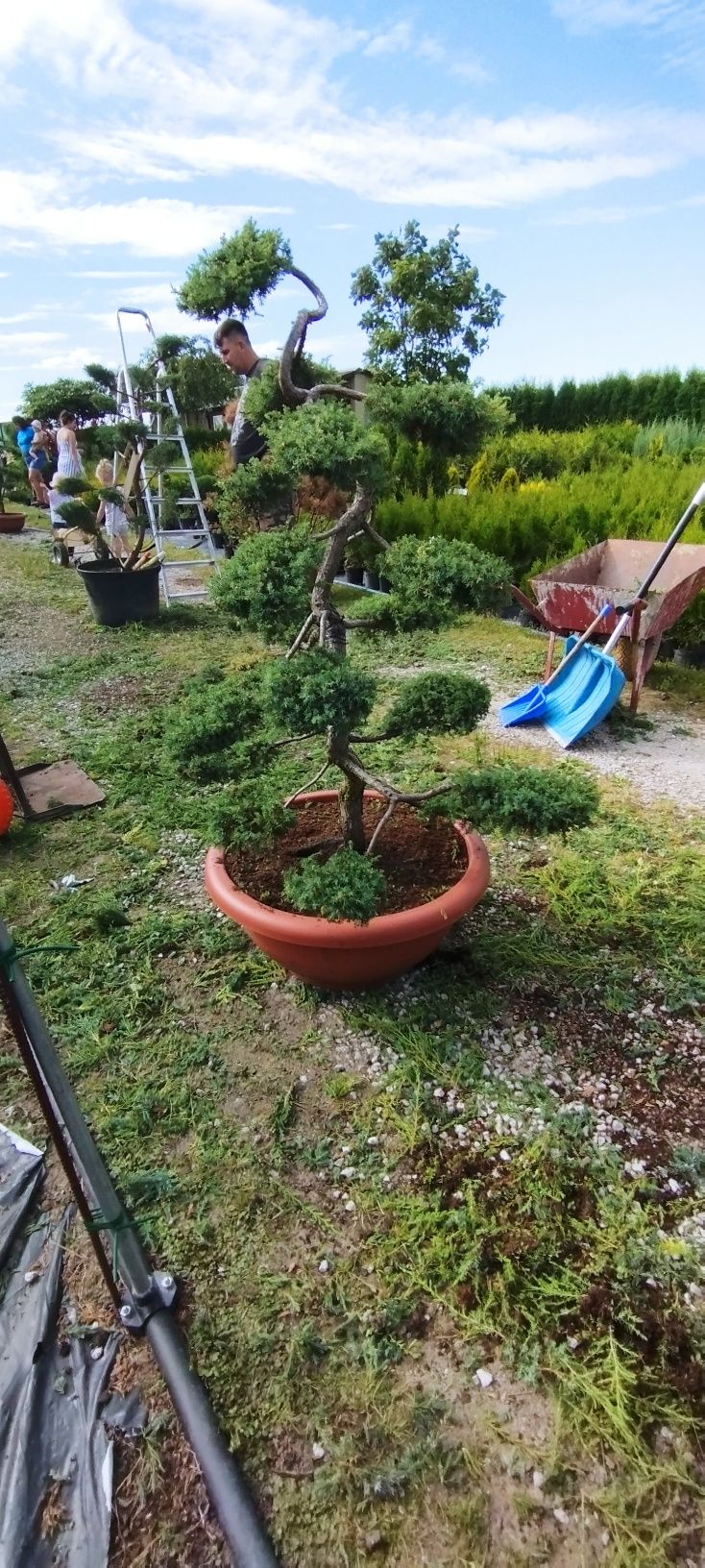 Jałowiec bonsai różne gatunki