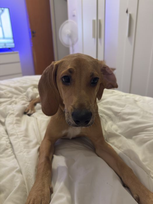 Beagle/Rafeiro 8 meses e com todas as vacinas em dias.