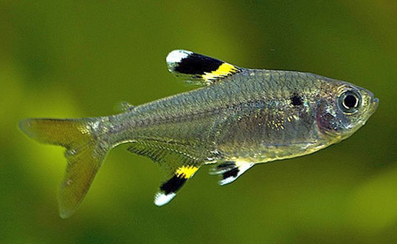Пристелла рибка акваріумна