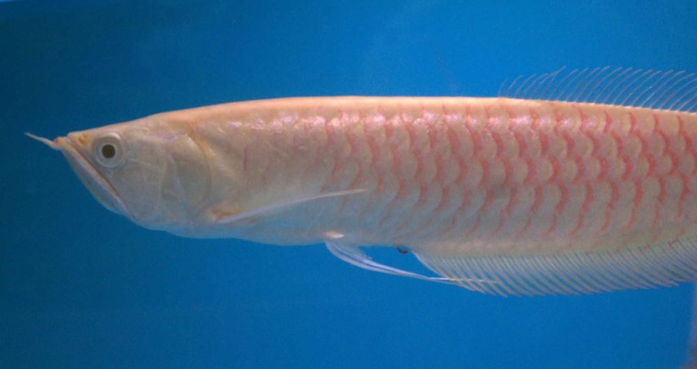 Arowana srebrna - albinos - rarytas!!!