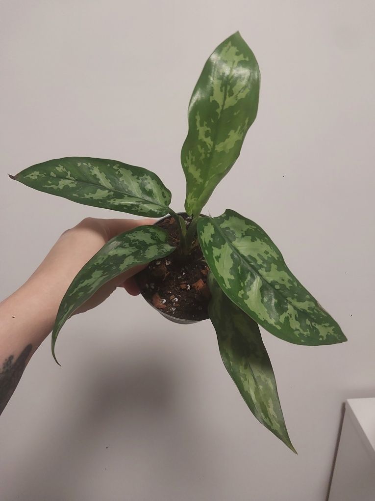 Aglaonema Silver queen