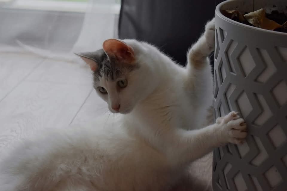 Piękny kot Diego szuka domu