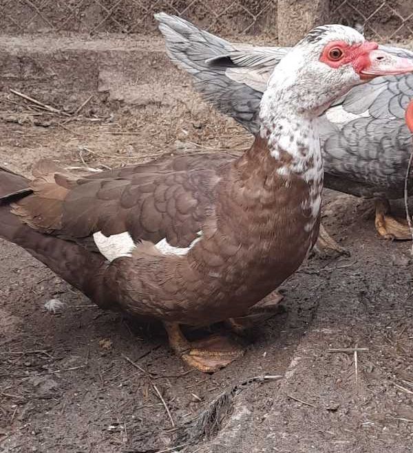 Продам уточек на племя