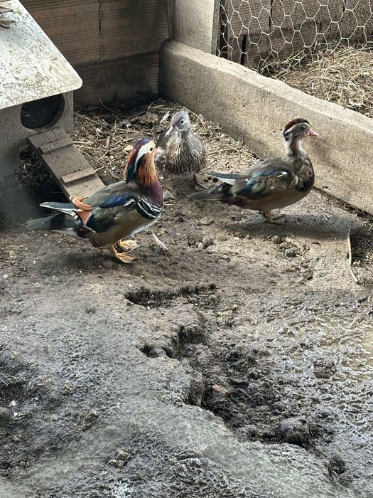 Pato mandarim nascido este ano