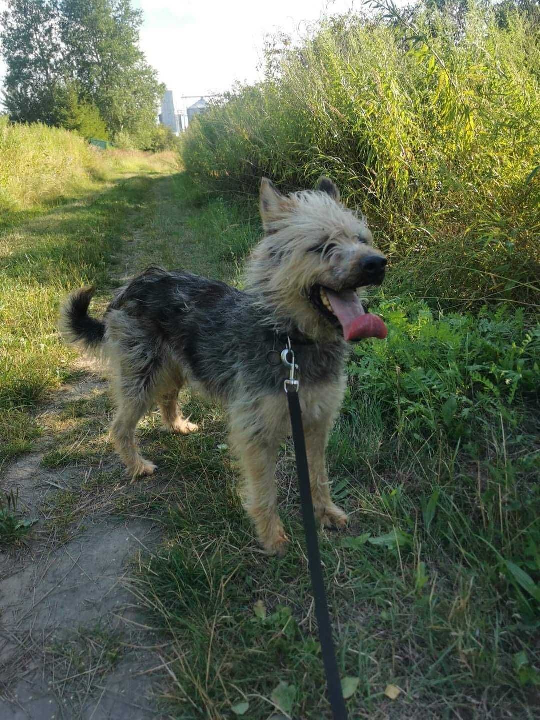 Pilne!! Kosma wtjątkowy piesek dla wyjątkowego ludka Marzen.Niech.Zwie