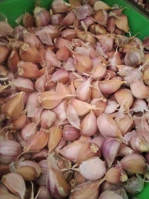 Продам Часник Любаша