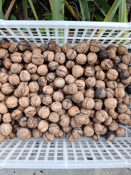 Orzechy włoskie - tegoroczne