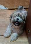 Sprzedam szczeniaki Lhasa apso