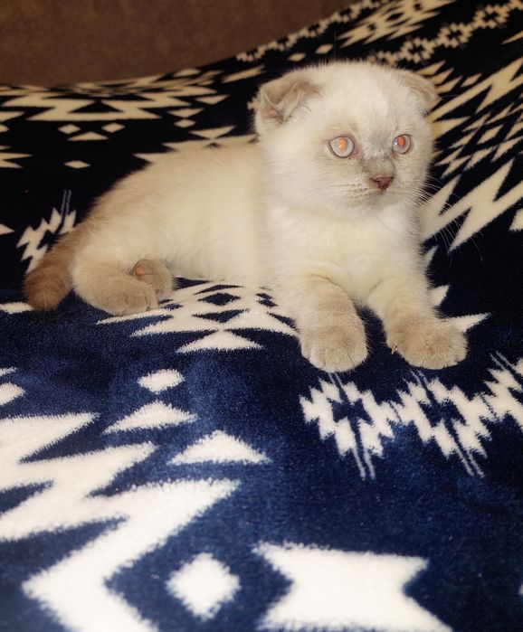 Плюшевая Шотландская вислоухая Девочка!