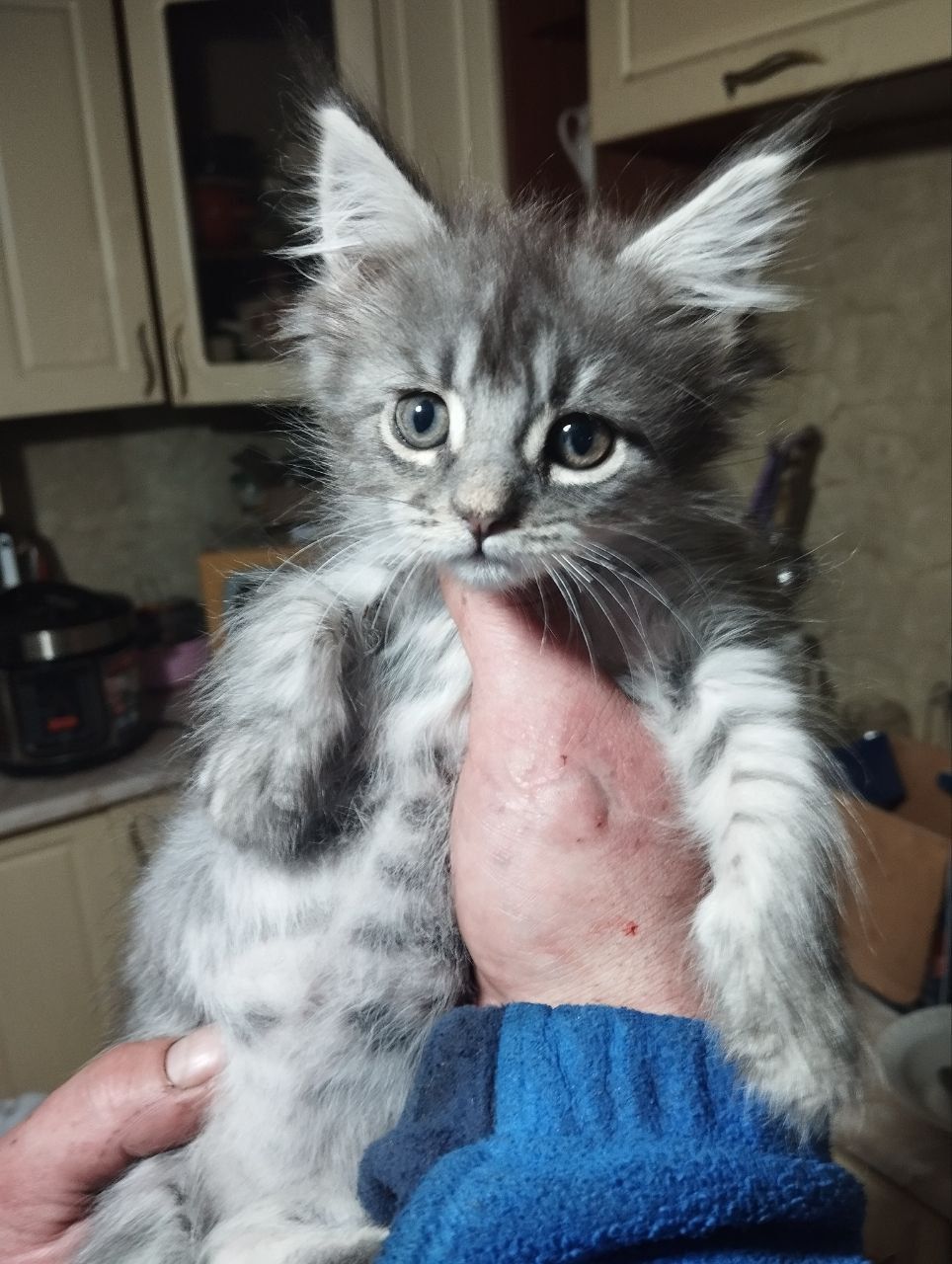 Кошенята породи Мейн Кун