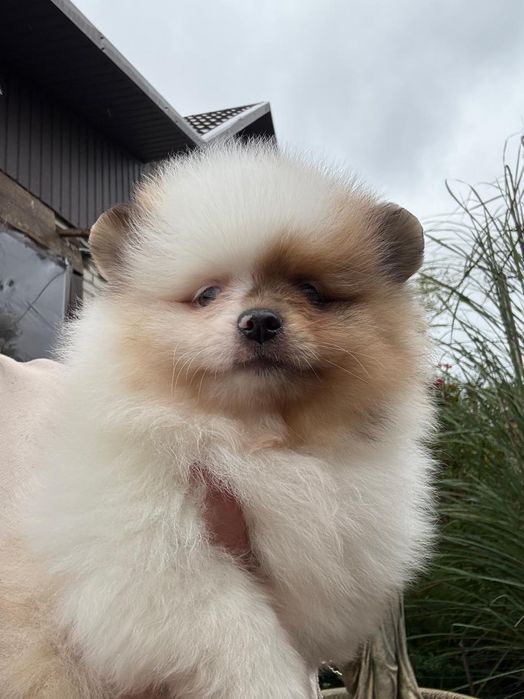 Комочек счастья Померанский шпиц.