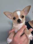 Chihuahua krótkowłosy