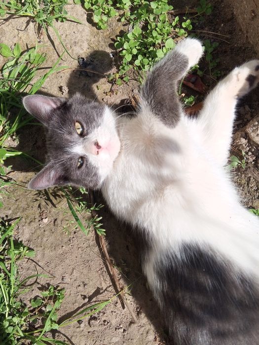 Віддам котиків в добрі руки