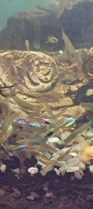 Gupiki Endlera dorosłe