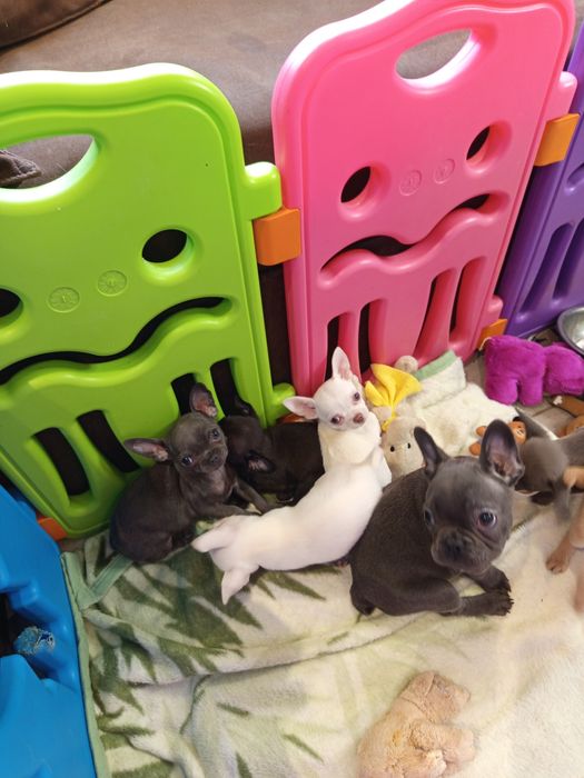 Чіхуахуа хлопчики дівчатка і франя