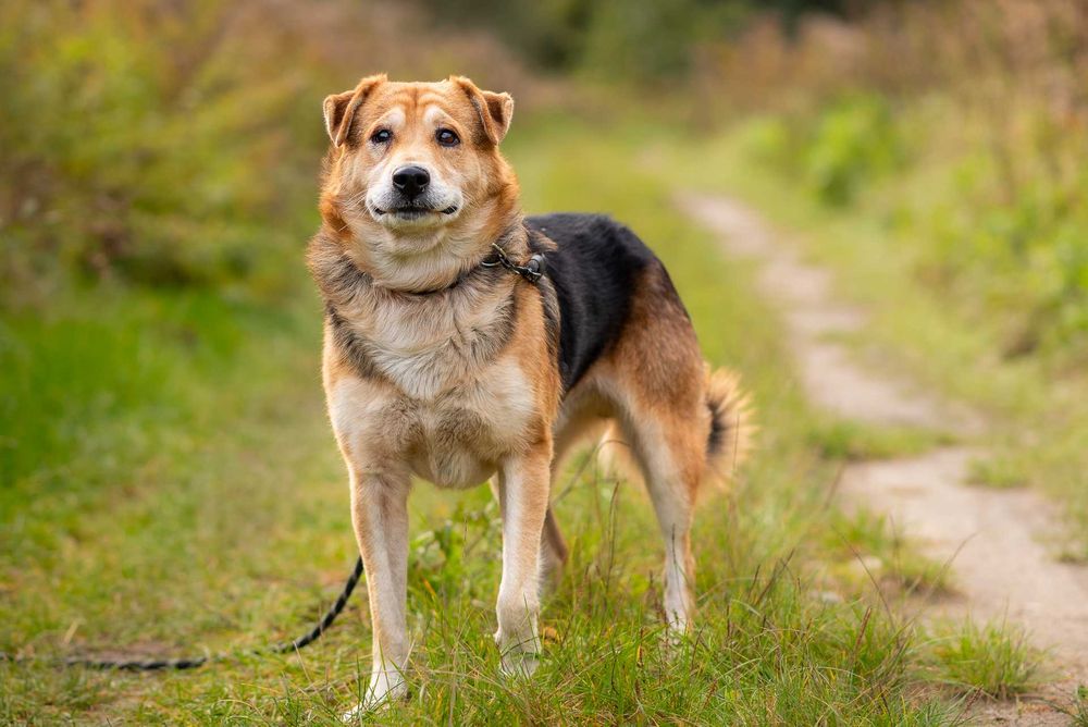 DEACON - przytulaśny przyjaciel