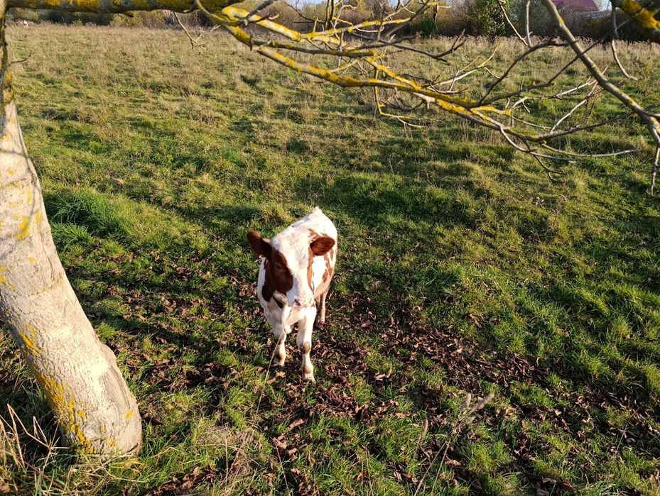 Бичок телятко теля