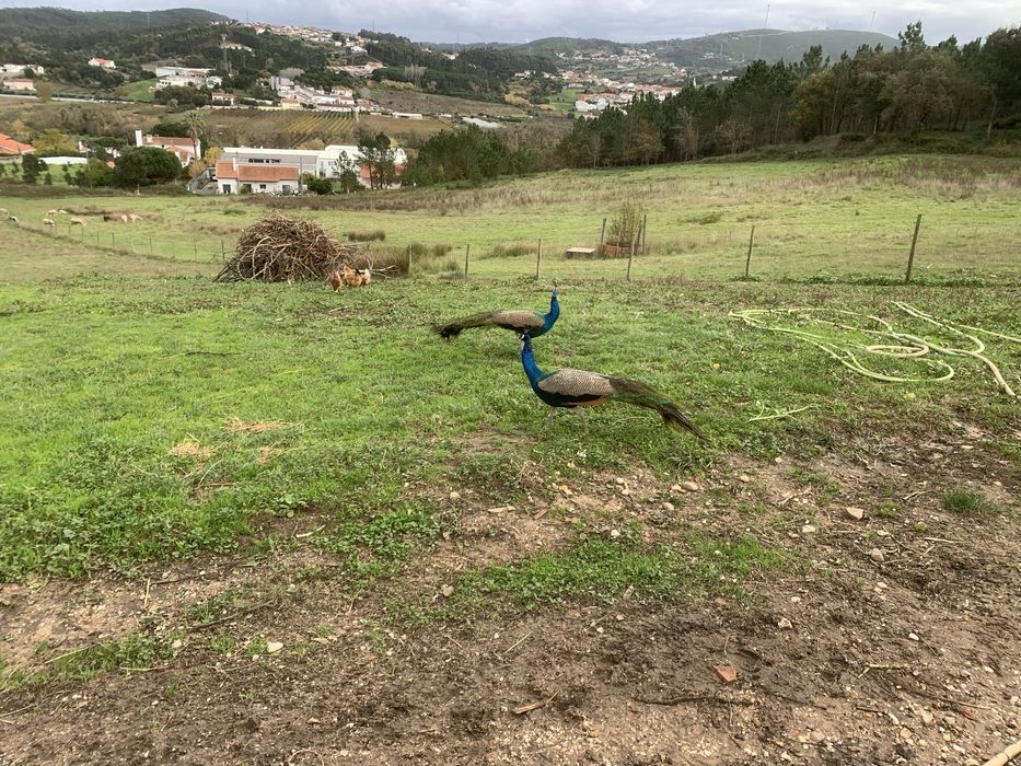 Vendo pavoes adultos